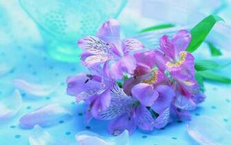 Fresh Flower Wallpaper Real Flowers Background Pictures Photos