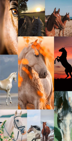 Picture Perfect A Collage Of Horse Lovers Everywhere