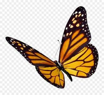 Monarch Butterfly Desktop Wallpaper Clip Art Flock Png