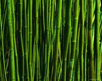 Free download Bamboo Texture Stock Photo HD Public Domain Pictures ...