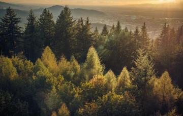 Wallpaper Forest Black Sunset In The