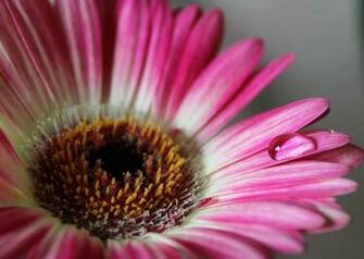 HD Wallpaper Gerbera Flower Nature Water Drop Macro Bloem