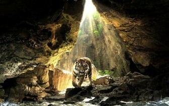 Image For Saber Tooth Tiger Wallpaper HD