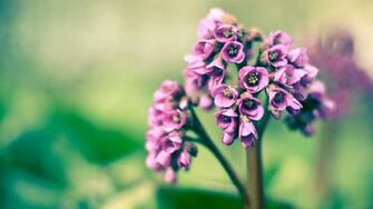Cute Spring Background Wallpaper HD Background Desktop