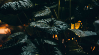 Wallpaper Id Plant Leaves Green Wild Tropical 4k
