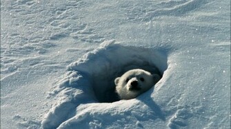 Baby Polar Bear Wallpaper