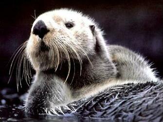 Otter Wallpaper Related Keywords Amp Suggestions