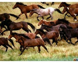 Quarter Horse Wallpaper