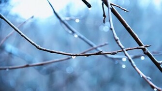 Rain Drops 1080p HD Wallpaper Nature Source