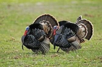 Spring Wild Turkey Wallpaper