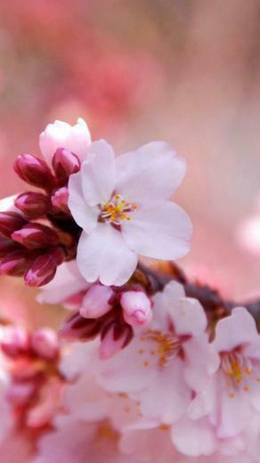 Flower iPhone Wallpaper HD