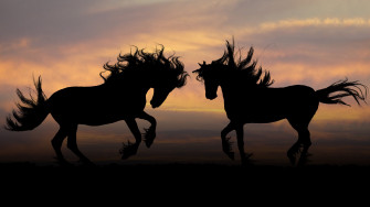 Horse Silhouettes Animals Birds Finewallpaper Eu Horses