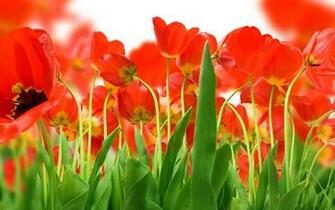 Large Size Tulip Wallpaper Flower