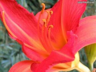 Peach Lily Flowers Wallpaper