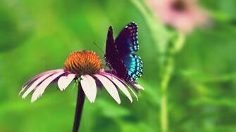 4k Butterflies And Flowers Wallpaper High Quality