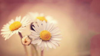 Daisy Background Wallpaper
