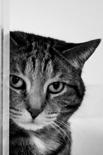 Cat iPhone Wallpaper HD