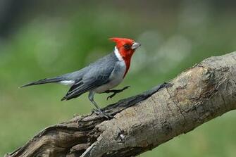 Animal Red Crested Cardinal Bokeh Branch Bird Wallpaper