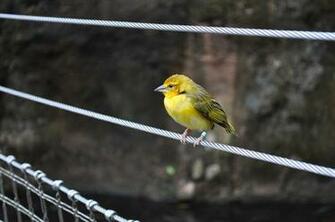 Birds And Blooms Wallpaper Image Crazy Gallery