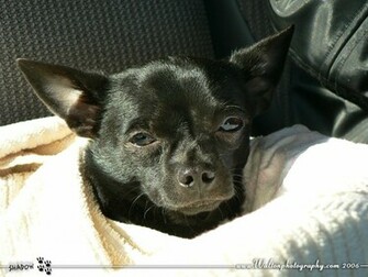 Black Chihuahua Wallpaper