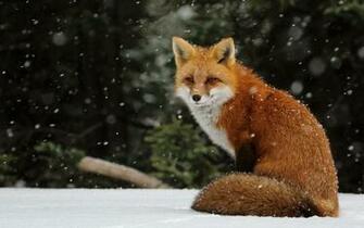 Red Fox Wallpaper Background Umad