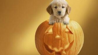 Halloween HD Wallpaper Background Image