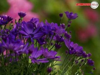 Spring Flowers Wallpaper Picture Image