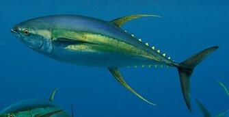 Grilled Yellowfin Tuna The Tailor And Cook
