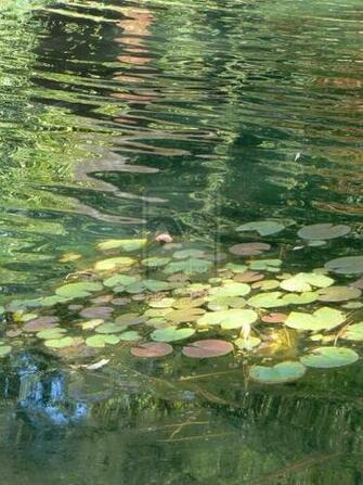 Monet Style Lily Pads By Igguana578