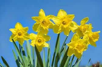 Daffodil Computer Wallpaper Desktop Background