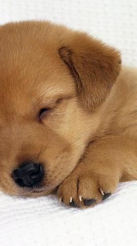 Puppy Wallpaper iPhone Dog Breed Canidae Mammal