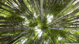 Bamboo Forest Looking Wallpaper Image