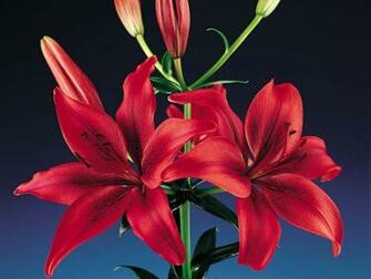 Red Lilies Flowers Wallpaper