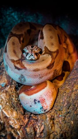 Snake Wallpaper Top Best Background