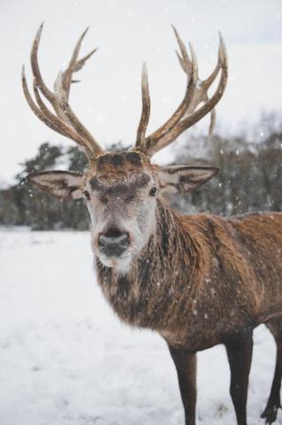 Deer Snow Pictures Image