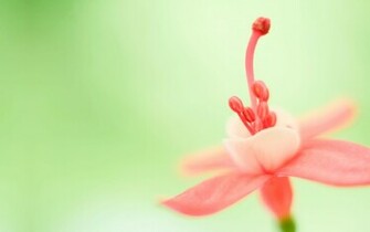 Wallpaper Cute Pink