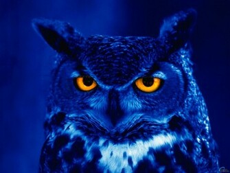 Explore The Collection Birds Owls Great Horned Owl