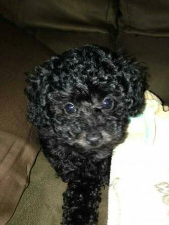 Black And Poodle Ballerina Wallpaper The
