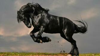 You Can Black Horse Wallpaper HD In Your Computer By Clicking