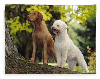 Wire Haired Vizsla And Lagotto Romagnolo Fleece Blanket By John