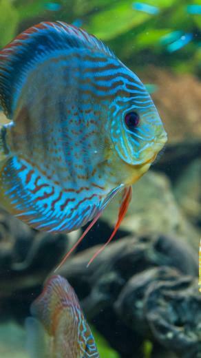 Wallpaper Discus Exotic Aquarium Fish Close Up Water Blue