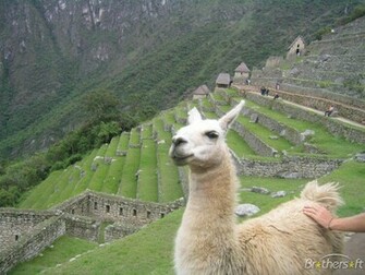 Llama Screensaver