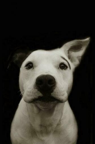 Funny Dog Simply Beautiful iPhone Wallpaper