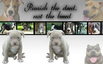 Pitbull Puppy Wallpaper By Piinkylove19