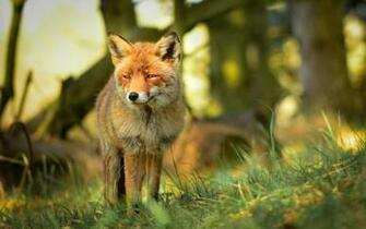 Cute Fox In The Grass Widescreen Wallpaper
