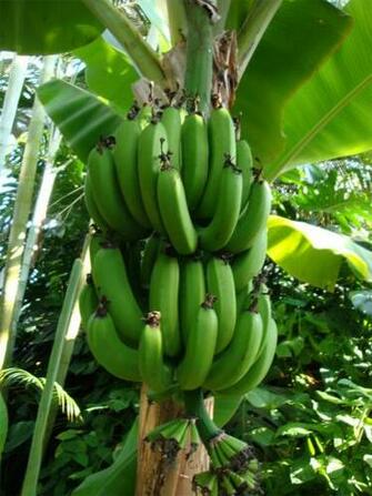 Banana Tree By Aoi Kaminari Photography Animals Plants Nature Flowers