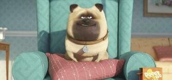The Secret Life Of Pets Wallpaper Movies Recent