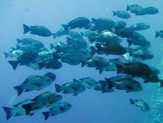 Animals Blue Sea Perch School Fish Picture Nr