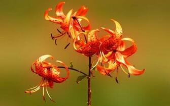 Tiger Lily Wallpaper