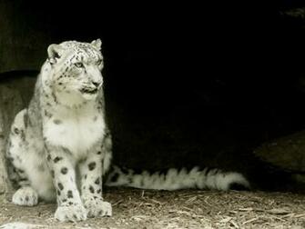 Description Snow Leopard Wallpaper Is A Hi Res For Pc